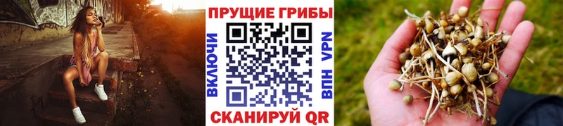 Псилоцибиновые грибы MAGIC MUSHROOMS  Цивильск 